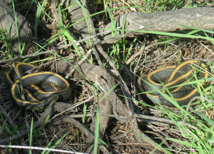 Santa Cruz Garter Snakes